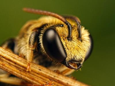 Защита на пчелите